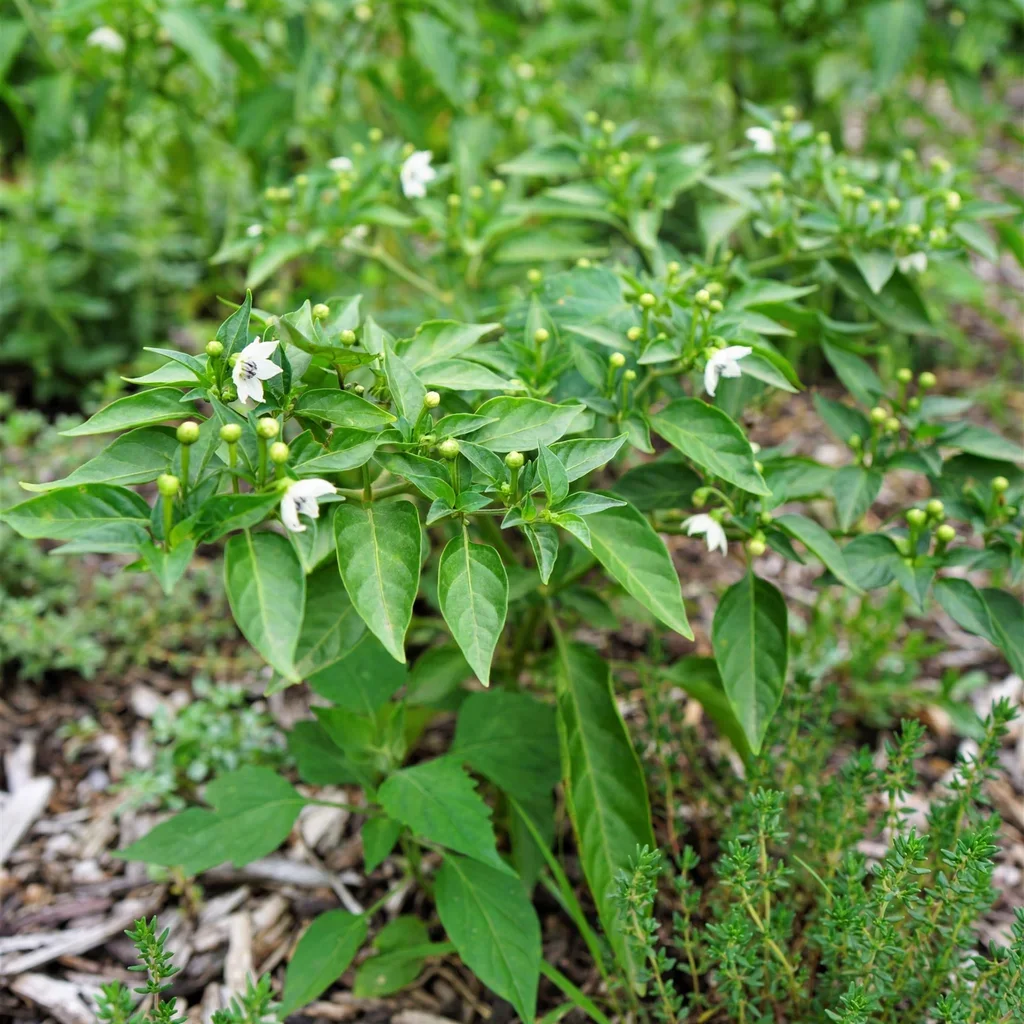 Fresno Pepper