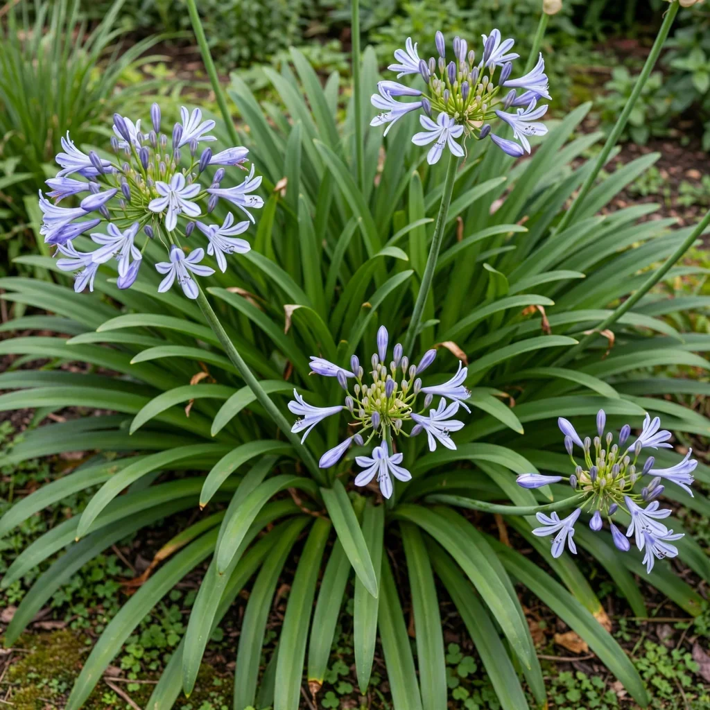 Compton's Agapanthus African Lily