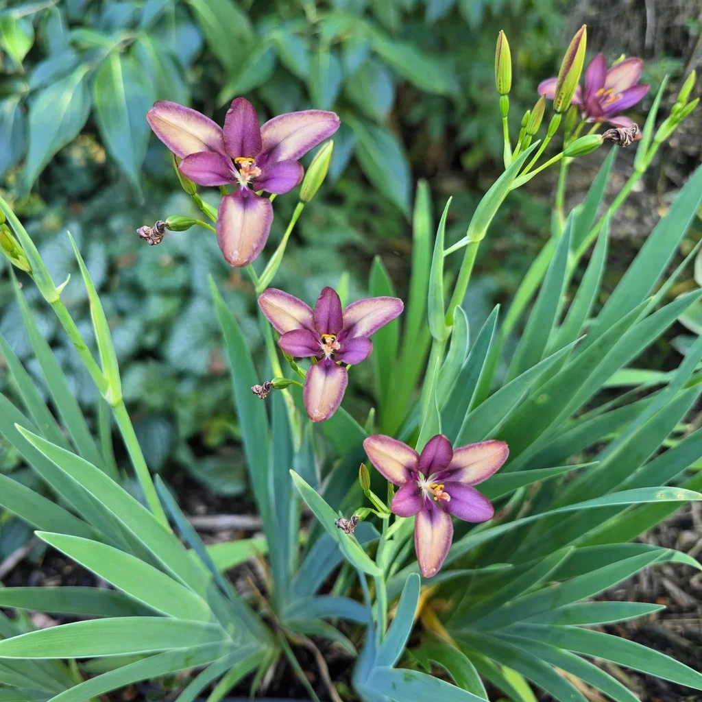 Sangria Candy Lily