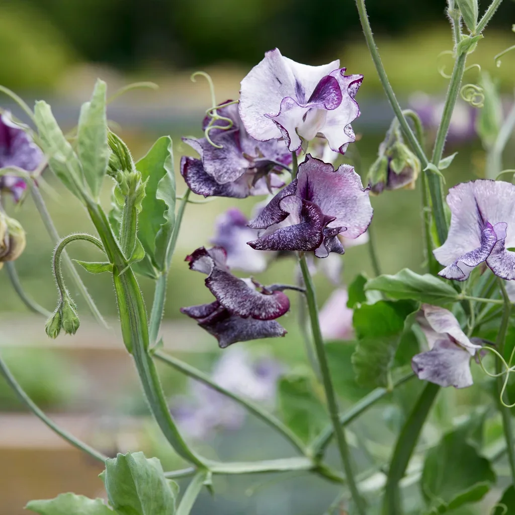 Nimbus Sweet Pea