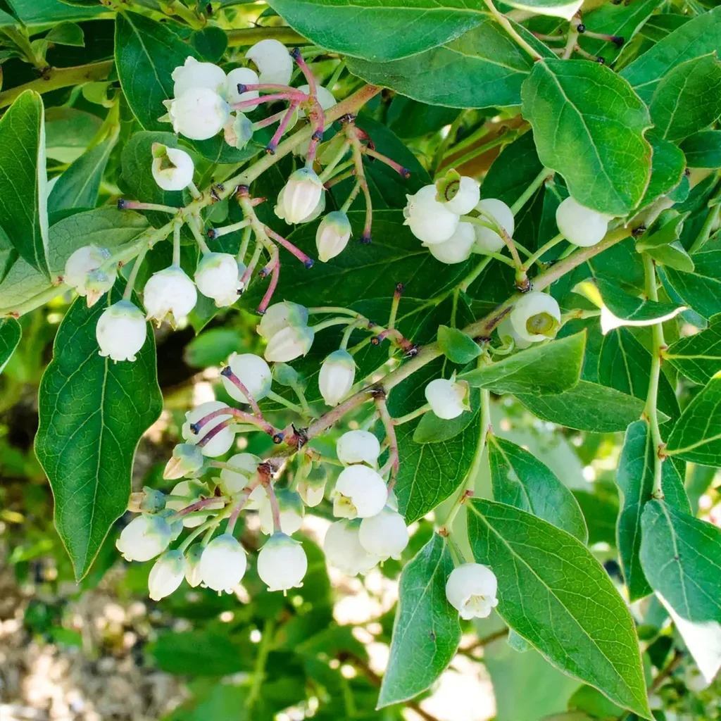 Echo Blueberry