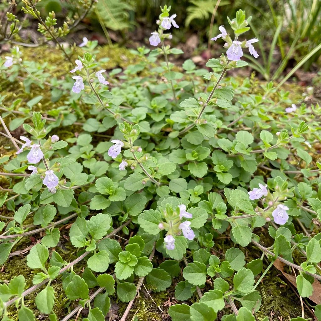 Yerba Buena