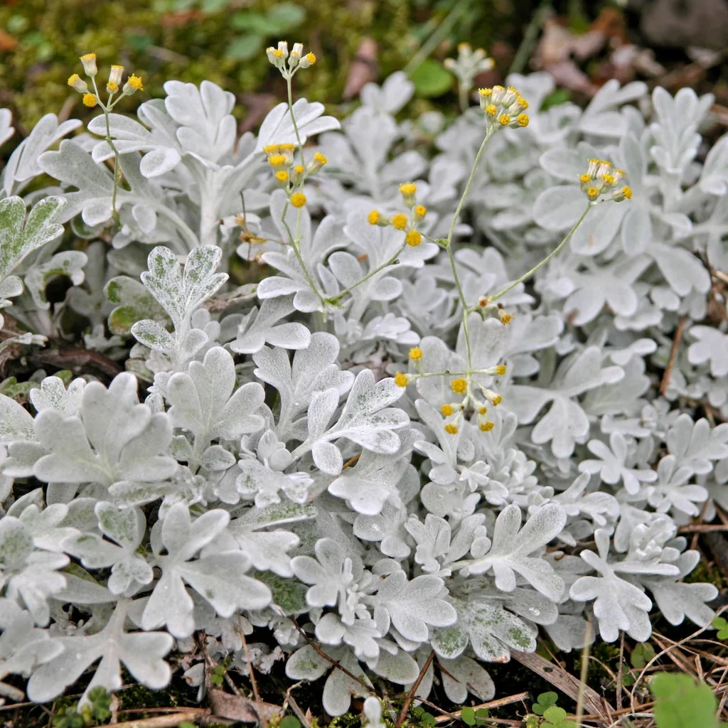 Beach Wormwood