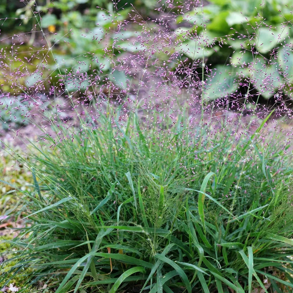 Purple Love Grass