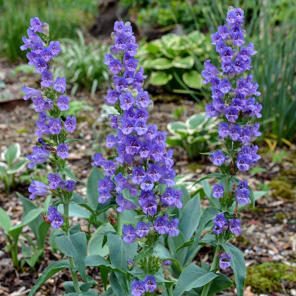 Smooth Beardtongue