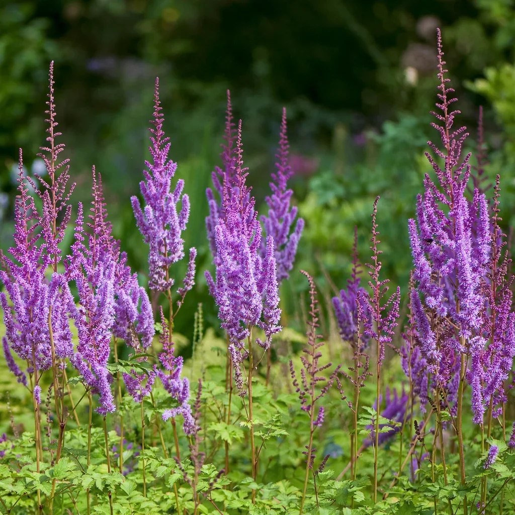 Purple Candles Astilbe