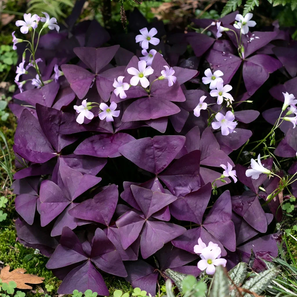 Purple Shamrock