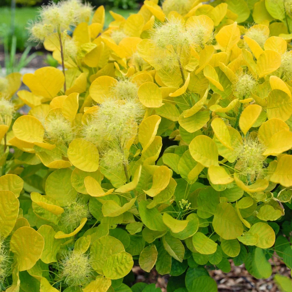Golden Spirit Smoke Tree
