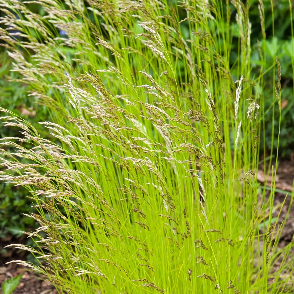 Wavy Hair Grass