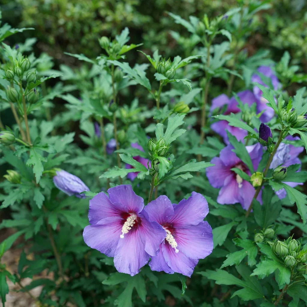 Rose of Sharon Paraplu Violet
