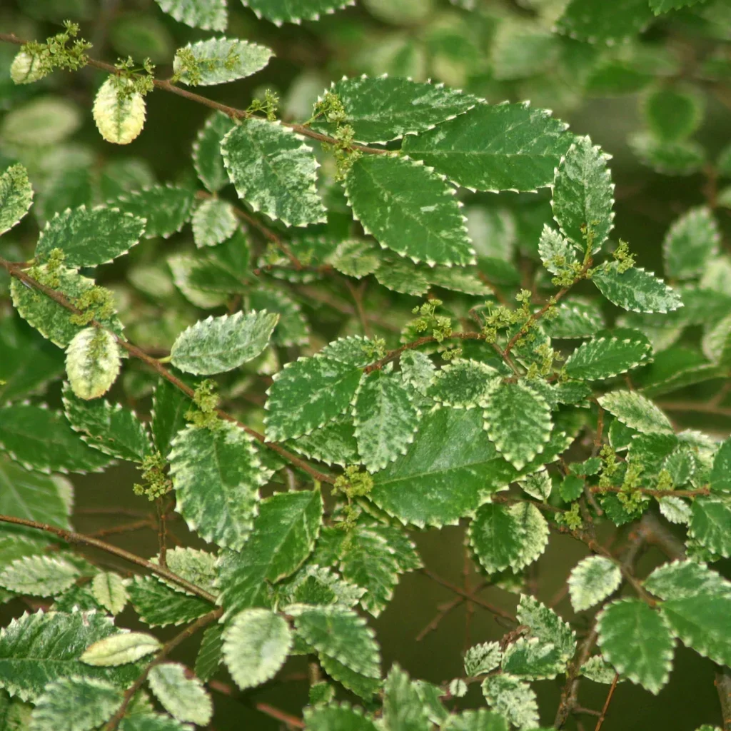 Variegated Chinese Elm