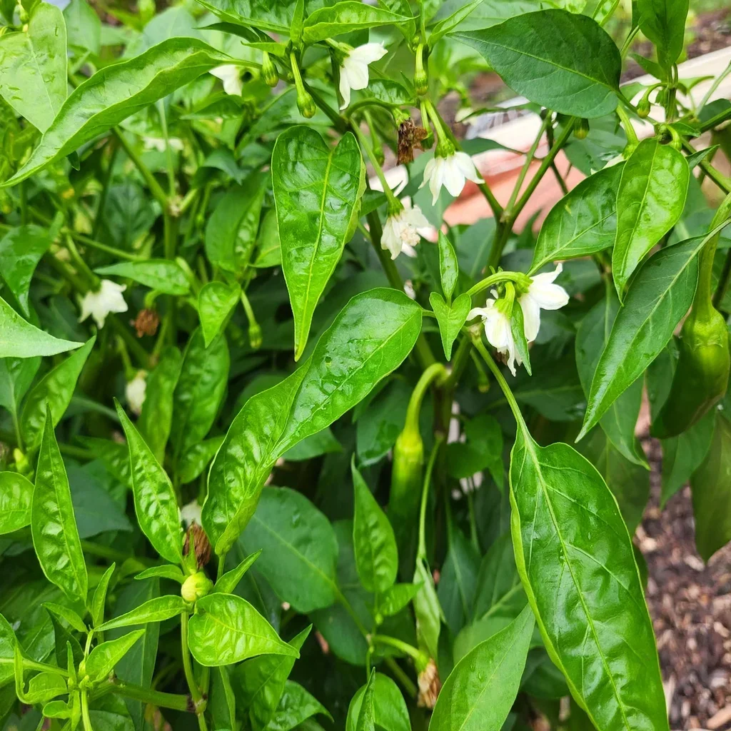 Shishito Pepper