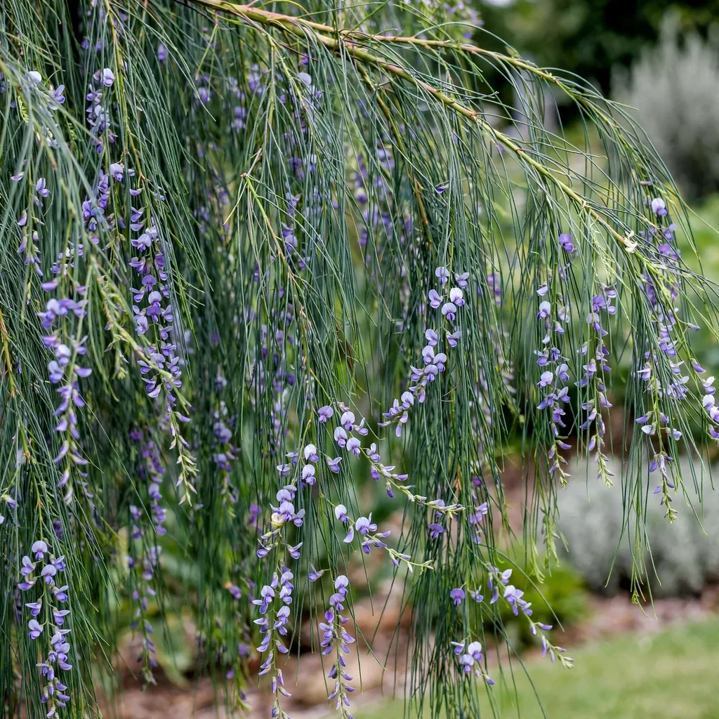 Weeping Blue Broom