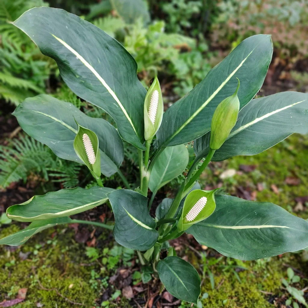 Dumb Cane