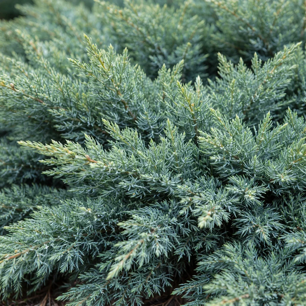 Blue Pacific Juniper