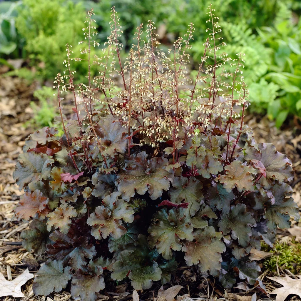Heucherella Burnished Bronze