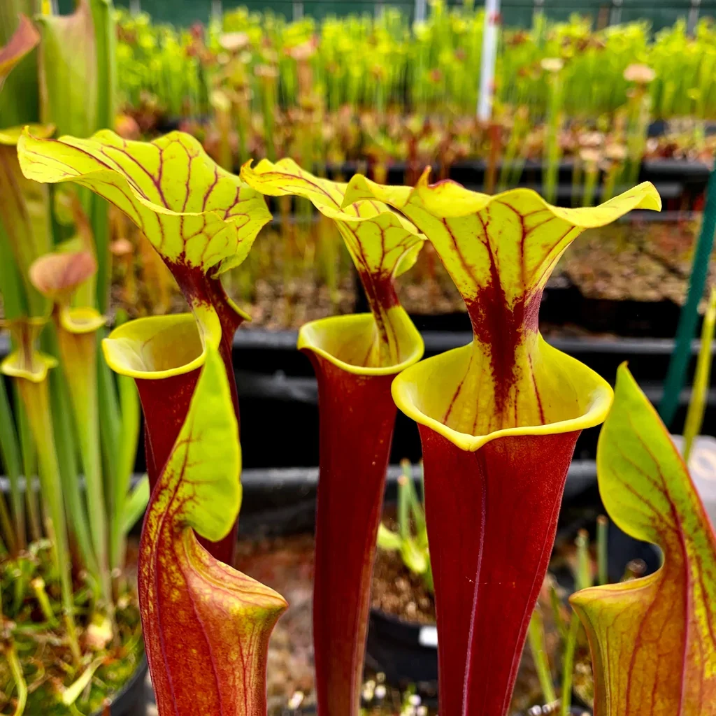 Red Tube Yellow Pitcher Plant