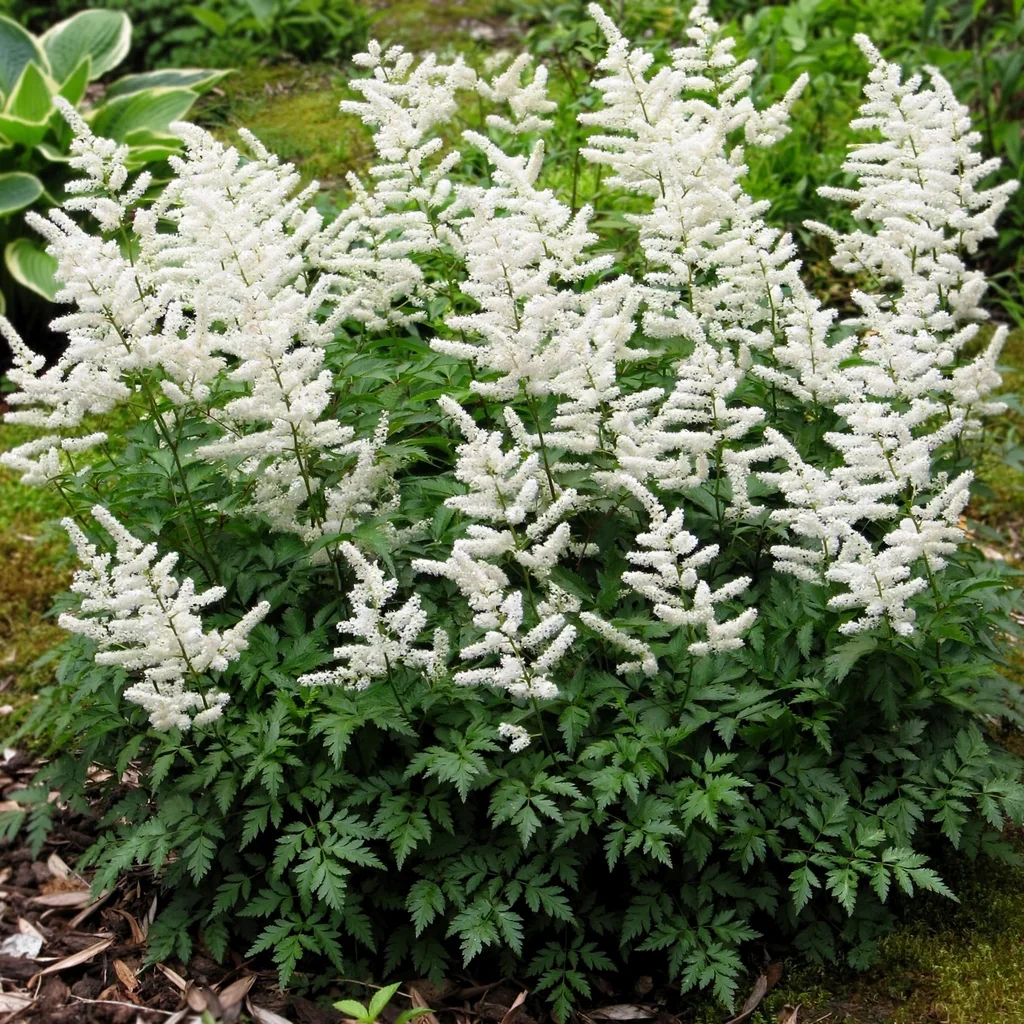 Deutschland Astilbe