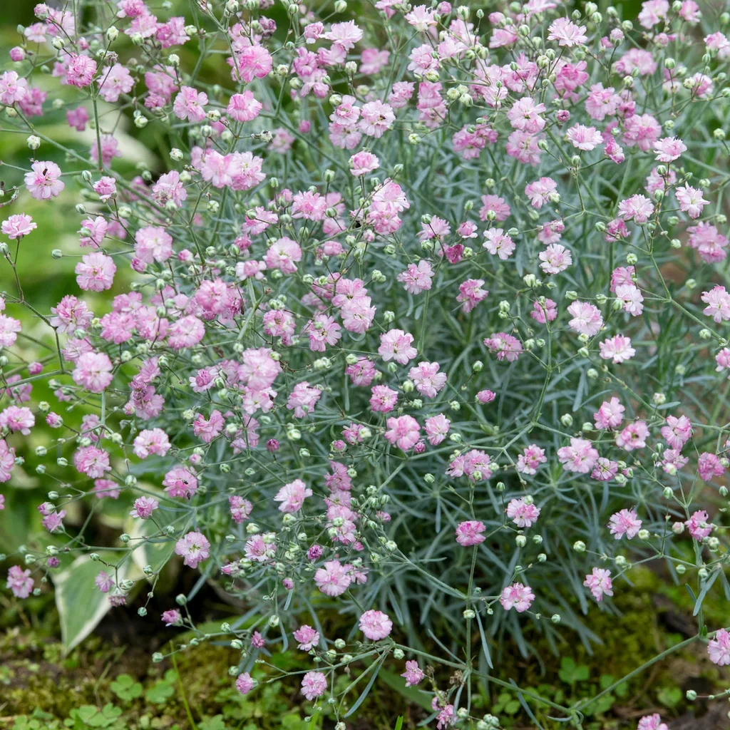 Pink Fairy Gypsophila