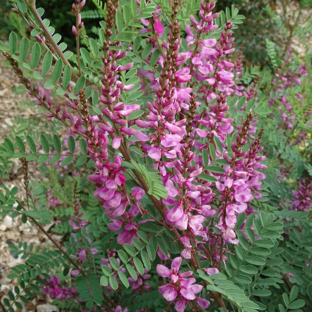 Himalayan Indigo
