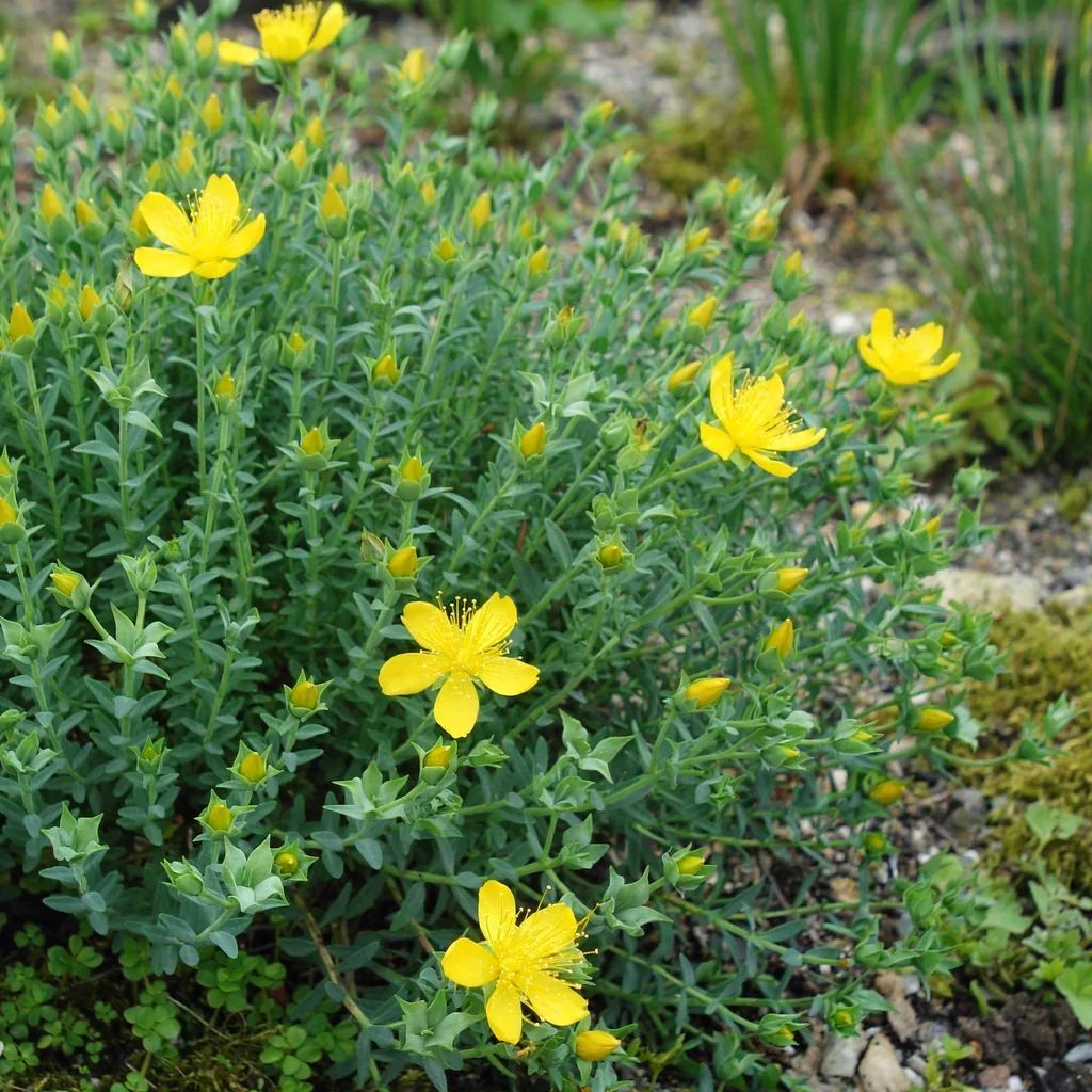 Golden St. John's Wort