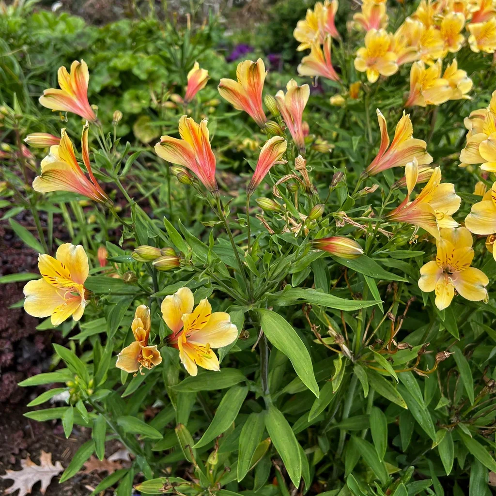 Golden Tiara Peruvian Lily