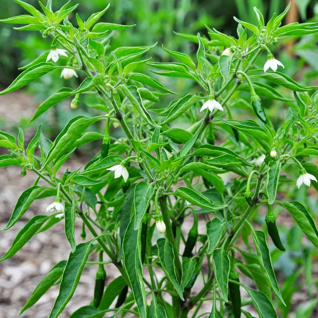 Serrano Pepper