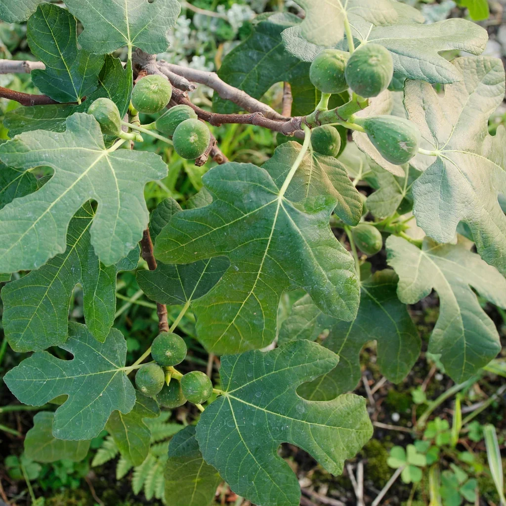 Fignomenal Fig