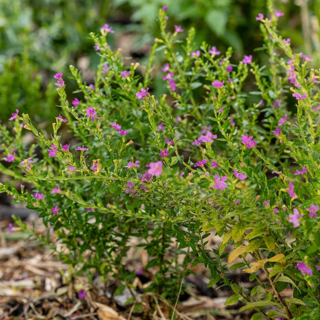 Diana False Heather