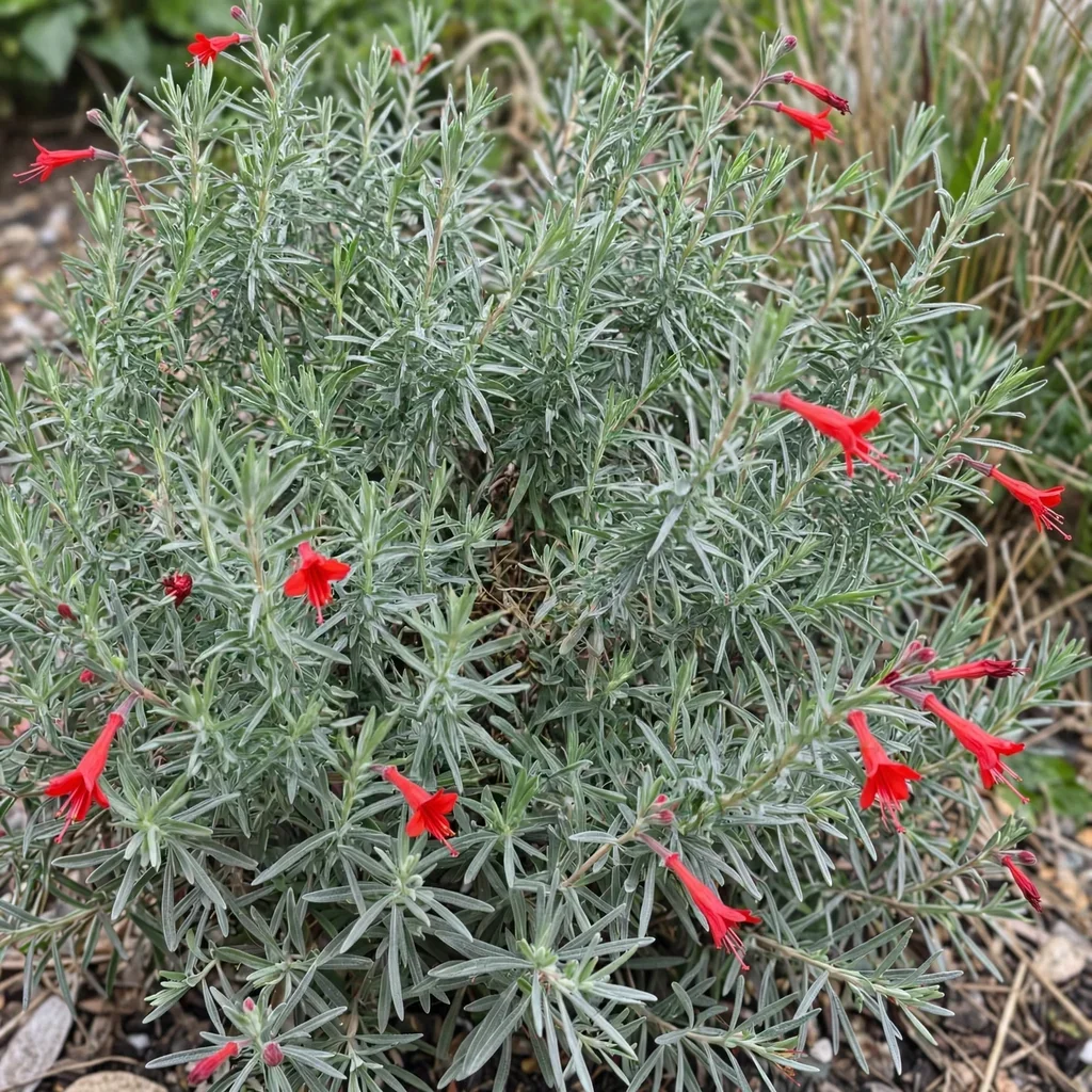 California Fuchsia 'Catalina'