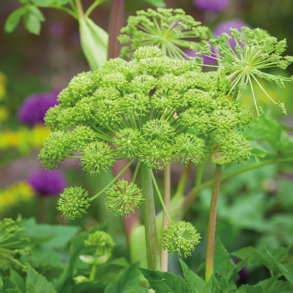 Garden Angelica