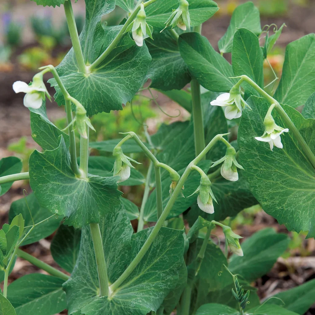 Oregon Sugar Pod II Pea