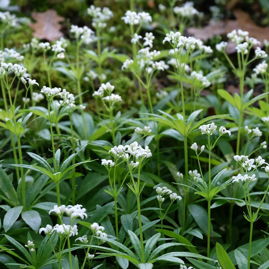 Sweet Woodruff