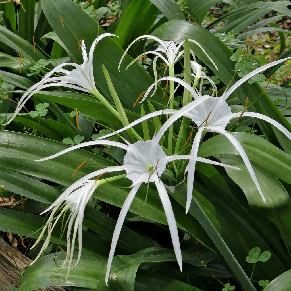 Mexican Spider Lily