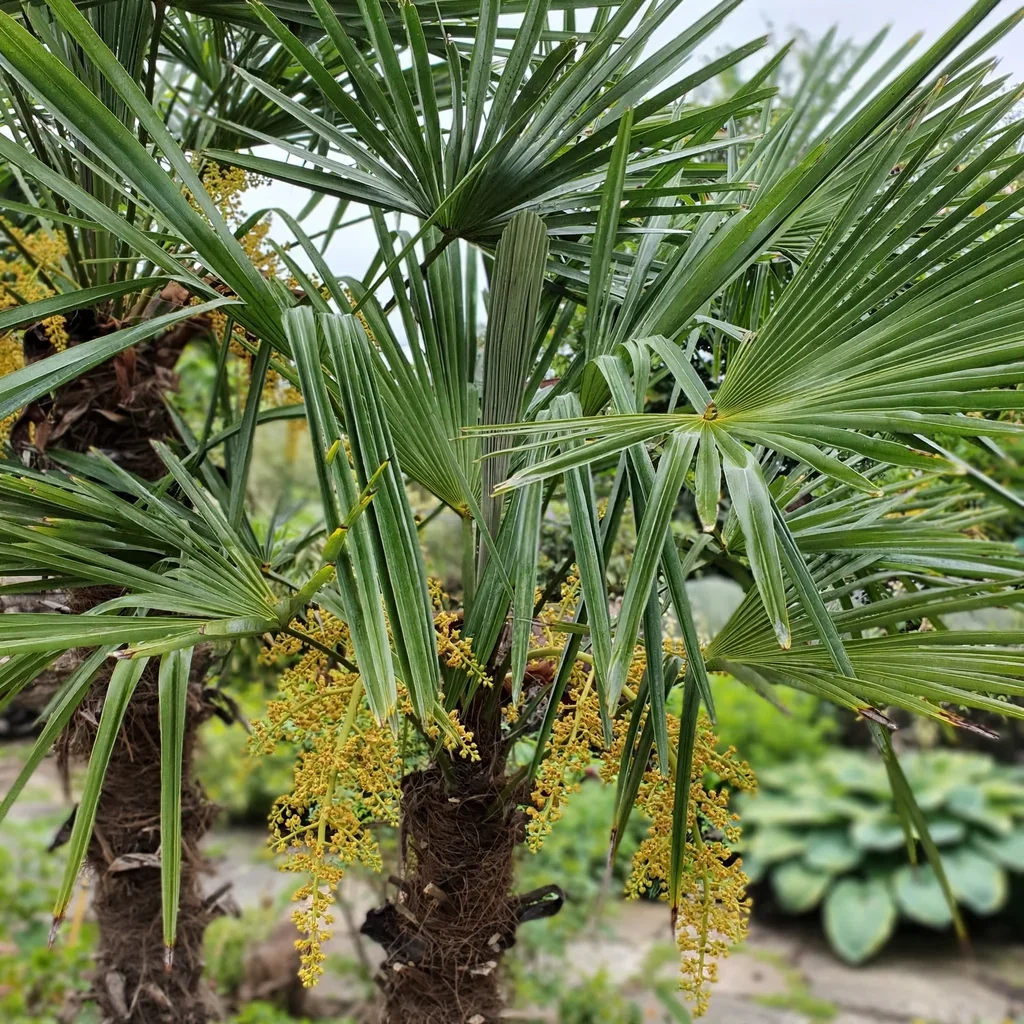Windmill Palm