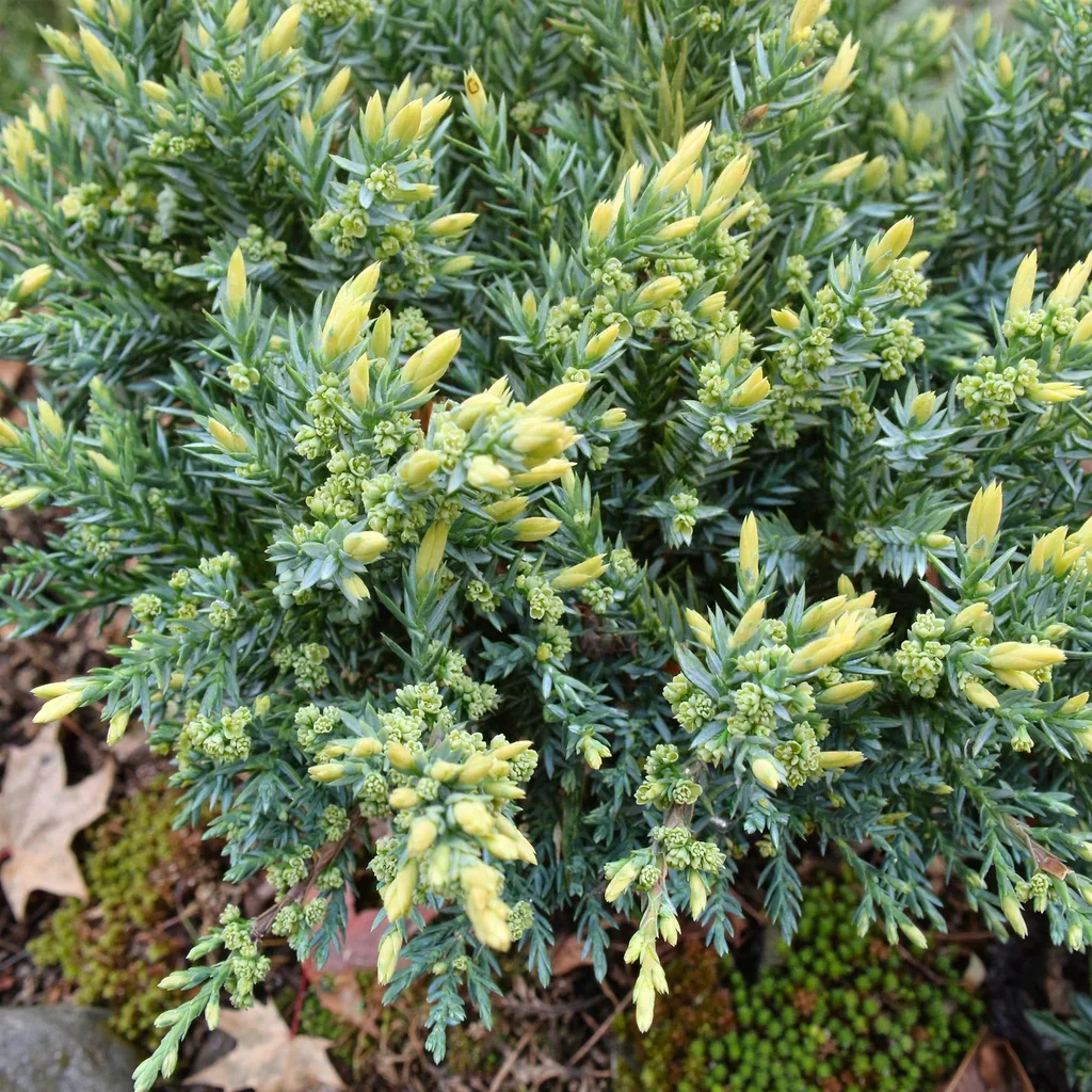 Japanese Garden Juniper
