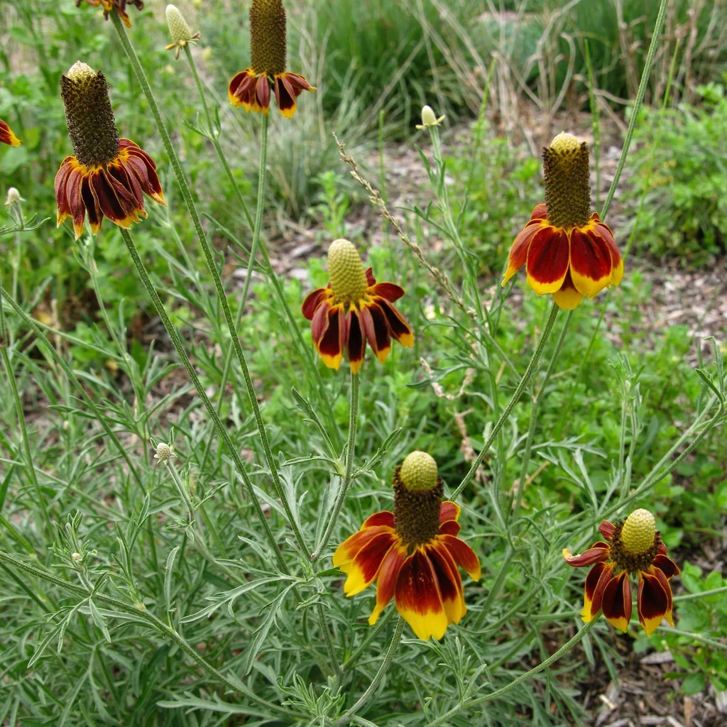 Mexican Hat Prairie Coneflower