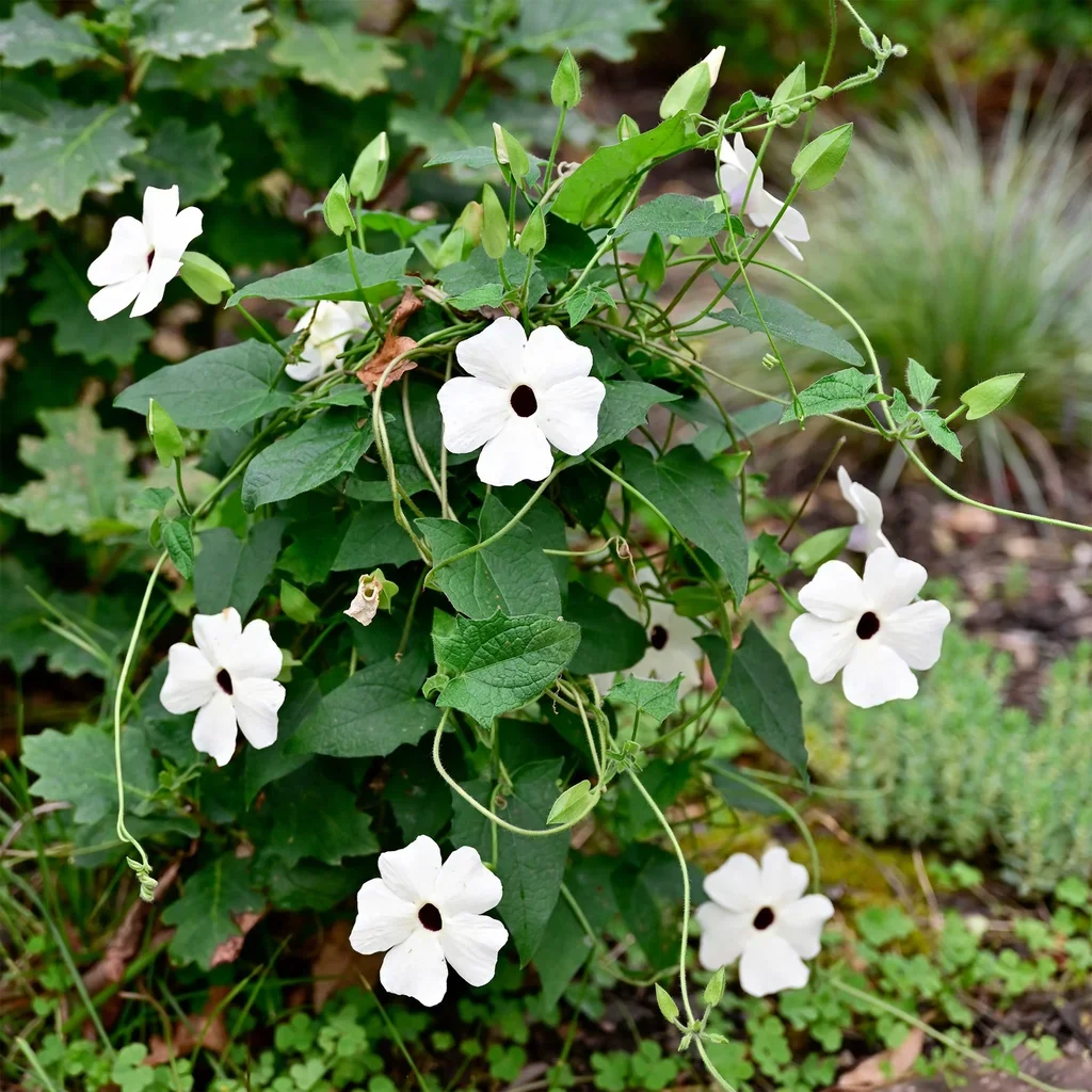 White Halo Black-eyed Susan Vine