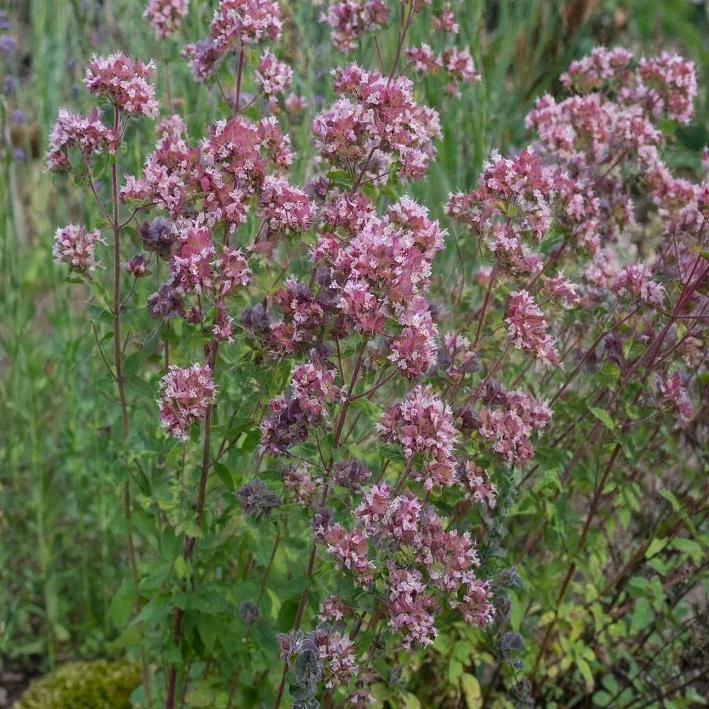 Barbara Tingey Oregano