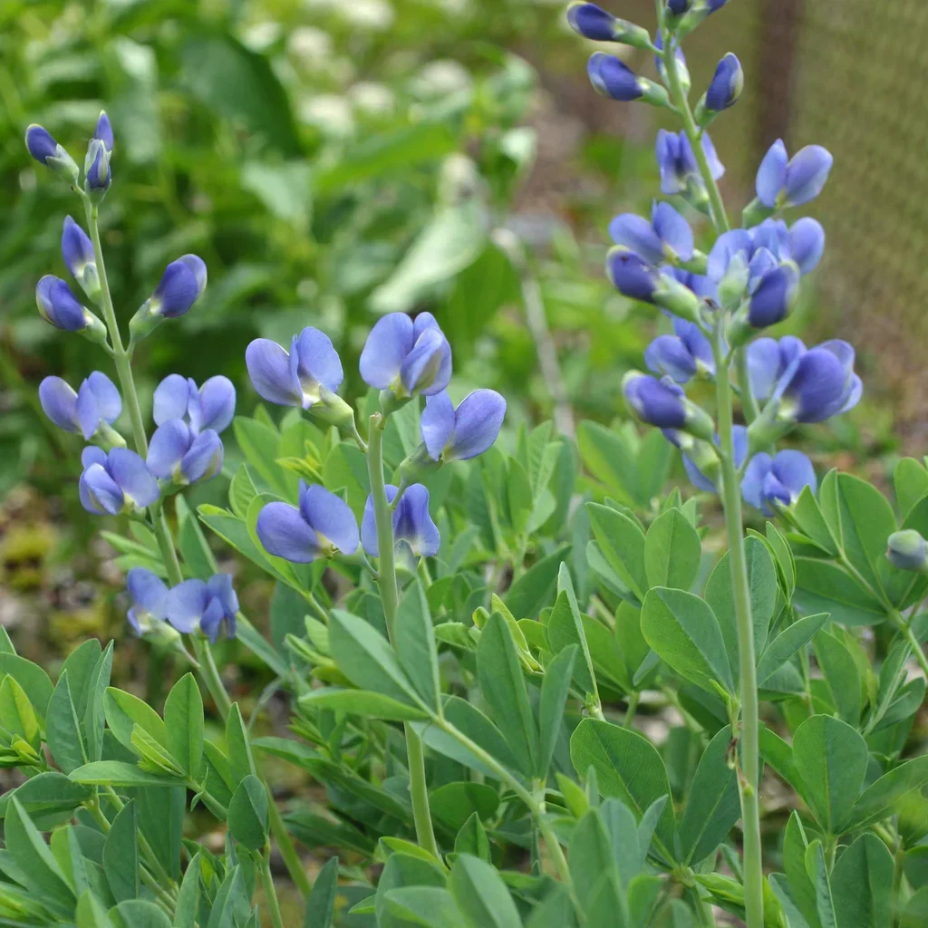 Dwarf Blue False Indigo