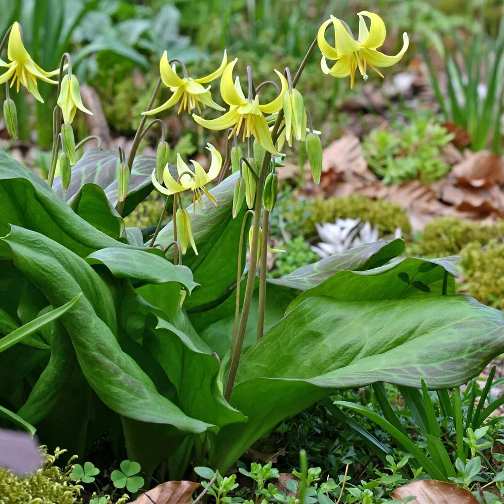 Pagoda Trout Lily
