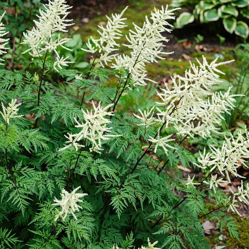 Misty Lace Goat's Beard