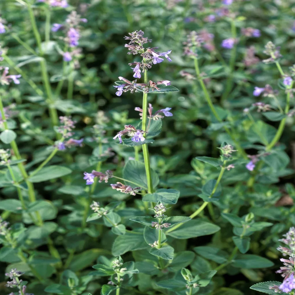 Lesser Cat-mint