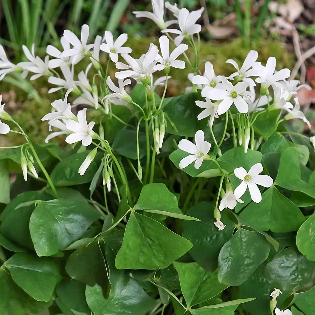 Jade Oxalis