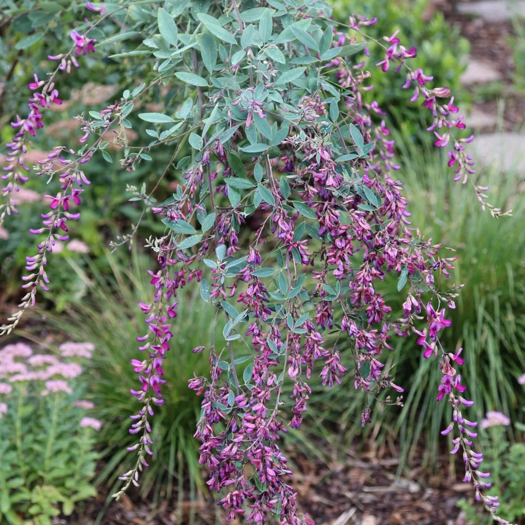 Gibraltar Lespedeza