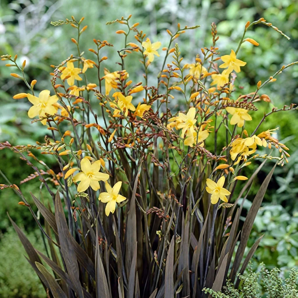 Crocosmia Solfaterre