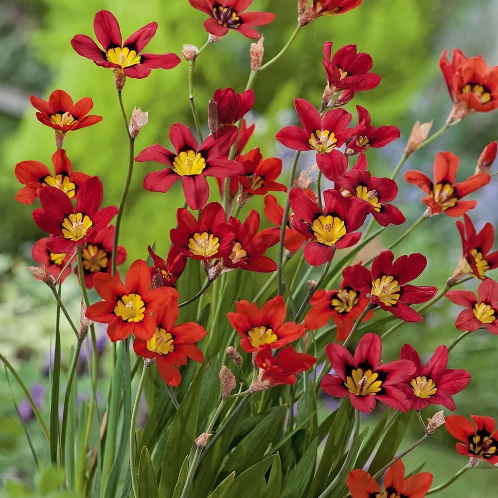 Harlequin Flower