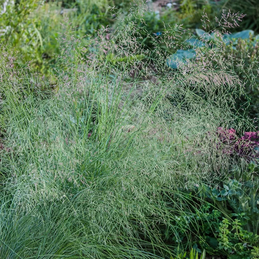 Wind Dancer Grass