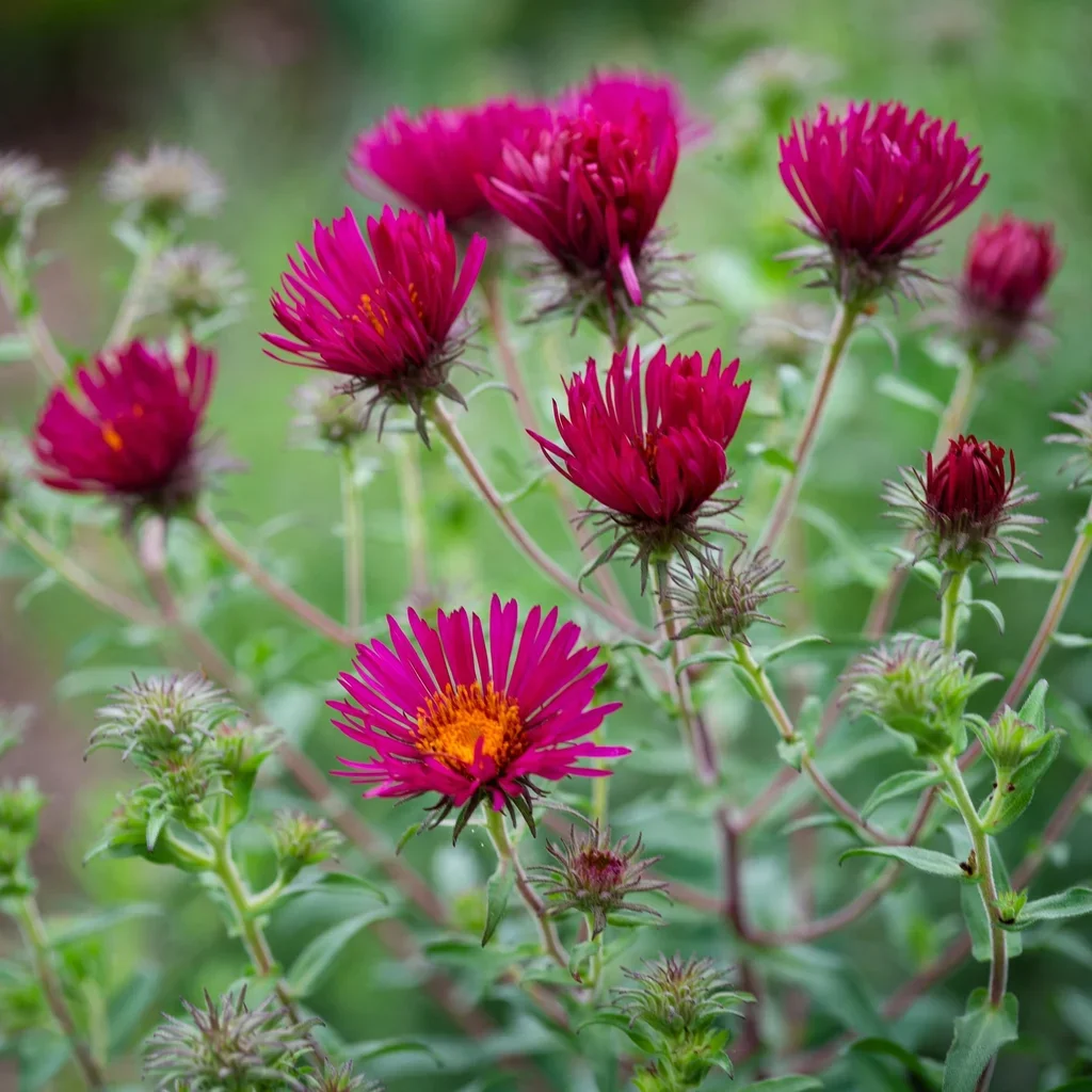 New England Aster 'September Ruby'