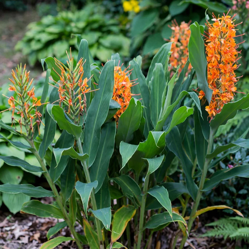 Tara Ginger Lily